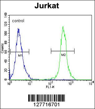 SLC43A2 Antibody (Center)