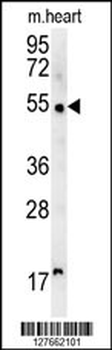 SCAR5 Antibody (C-term)