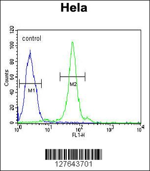 CTDSPL Antibody (N-term)
