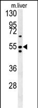 SLC7A13 Antibody (Center)