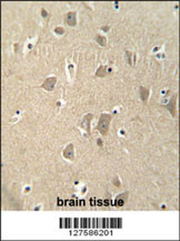 KIAA1680 Antibody (C-term)