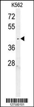 C6orf58 Antibody (Center)