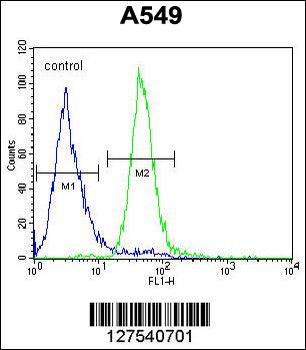 CO039 Antibody (C-term)