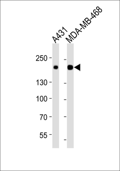 EGFR Antibody