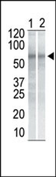 CHK1 Antibody