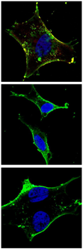 KIT Antibody