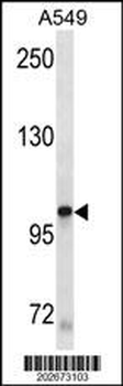 KIT Antibody
