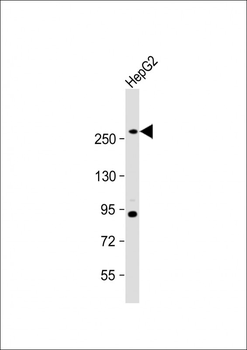 FASN Antibody (Center)