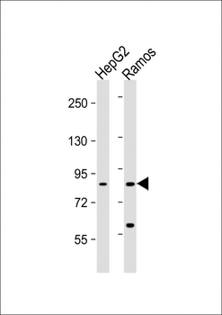 HGF Antibody