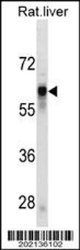 SERPINC1 Antibody