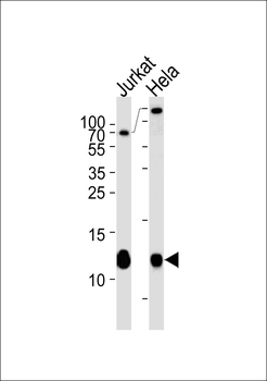 B2M Antibody