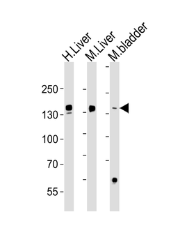 FGA Antibody (N-term)