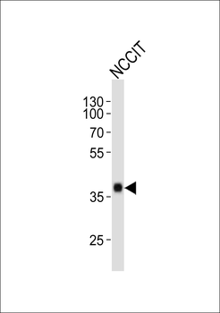 SOX2 Antibody