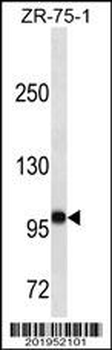 FUT4 Antibody