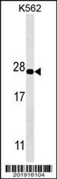 PSMA5 Antibody