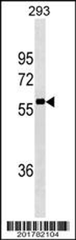 NCOA4 Antibody