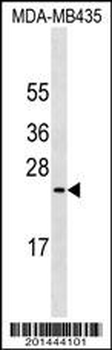 MUC1 Antibody