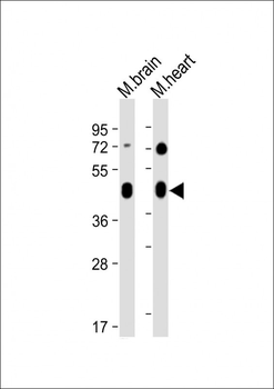 Mouse Irgm1 Antibody (C-term)