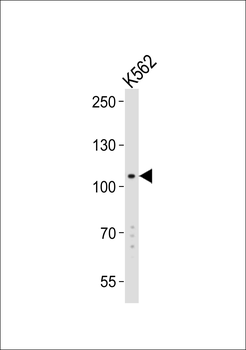 LGR5/GPR49 Antibody