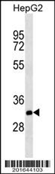 THAP11 Antibody (Center)