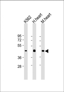 PDK4 Antibody