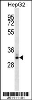 STC2 Antibody