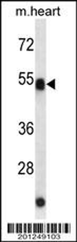 ATG4C Antibody