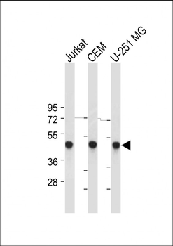 ENOG Antibody