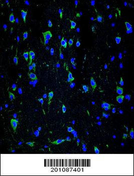 INA Antibody