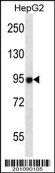 MASTL Antibody