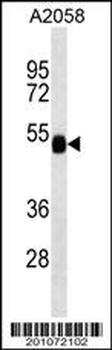 FUCA2 Antibody