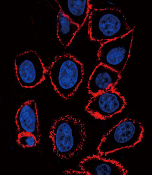 CD44 Antibody