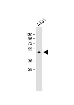 ATG4D Antibody