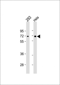PRKAA2 Antibody