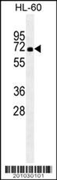 HSPA1A Antibody
