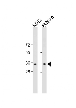 CAB39 Antibody