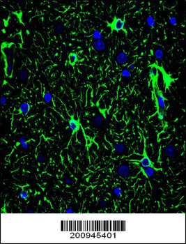 GFAP Antibody