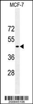 GFAP Antibody