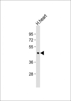 PDK2 Antibody