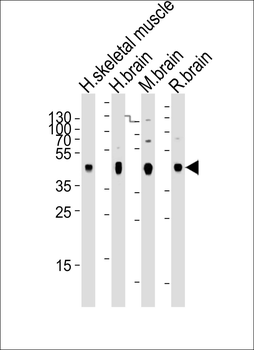 PDK2 Antibody