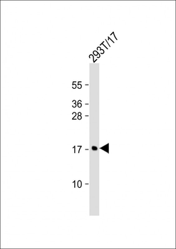 MCFD2 Antibody