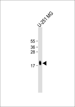 MCFD2 Antibody