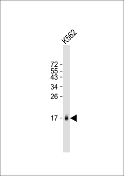 MCFD2 Antibody