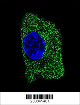 LAMP2 Antibody