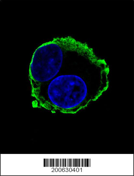 MMP14 Antibody (C-term)
