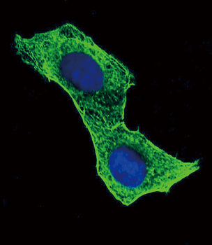 Beta-Actin Antibody