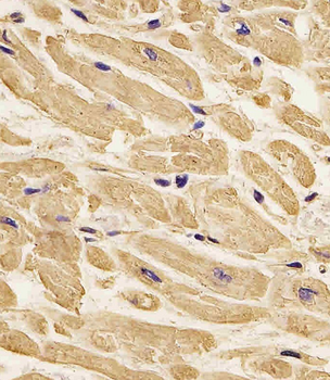 Beta-Actin Antibody