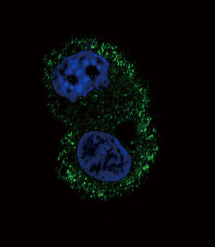ITA6 Antibody