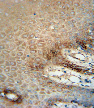 ITA6 Antibody
