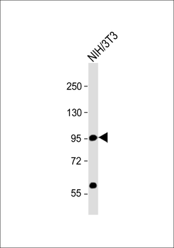 CD34 Antibody (Center)